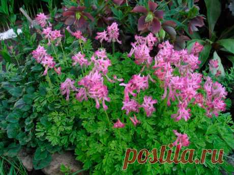 Многолетний садовый цветок Хохлатка (Corydalis). Клубневое травянистое многолетнее растение высотой 15-25 см. Цветет в апреле - мае.

Основные виды.
Х.Галлера или плотная (C.halleri, C.solida) - клубеньки приплюснуто-шаровидные, плотные, без пустот, светло-коричневые. Стебель высотой 7-30 см, листья дважды или трижды тройчатые. Цветки светло-пурпуровые или белые, собраны в верхушечную плотную кисть. Х.полая (C.cava) - клубеньки полушаровидные, полые внутри.