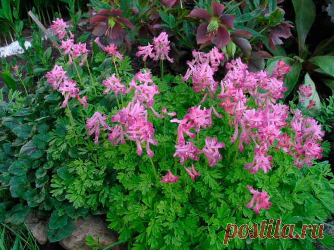 Многолетний садовый цветок Хохлатка (Corydalis). Клубневое травянистое многолетнее растение высотой 15-25 см. Цветет в апреле - мае.

Основные виды.
Х.Галлера или плотная (C.halleri, C.solida) - клубеньки приплюснуто-шаровидные, плотные, без пустот, светло-коричневые. Стебель высотой 7-30 см, листья дважды или трижды тройчатые. Цветки светло-пурпуровые или белые, собраны в верхушечную плотную кисть. Х.полая (C.cava) - клубеньки полушаровидные, полые внутри.