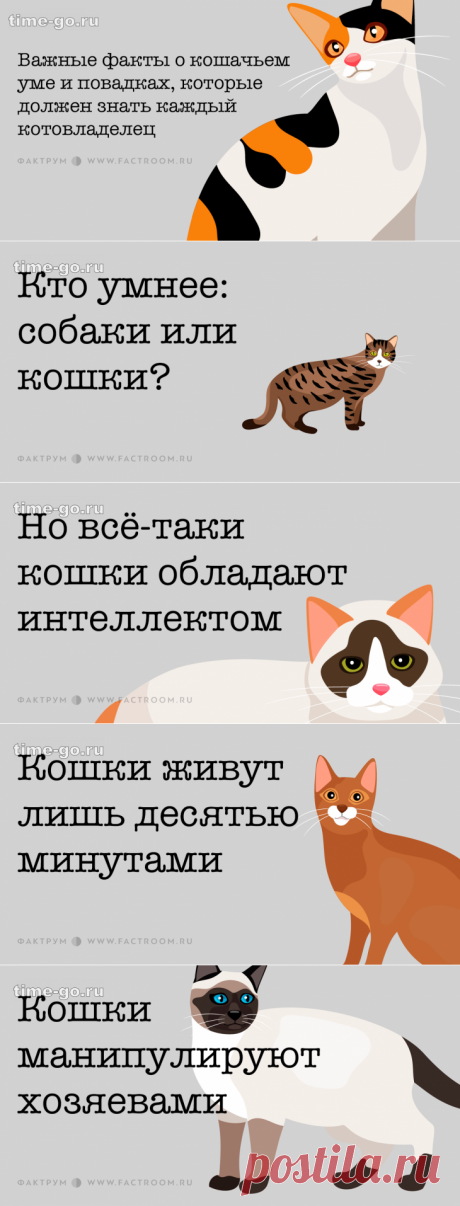 Важные факты о кошачьем уме и повадках, которые должен знать каждый котовладелец