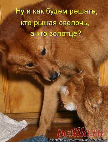 МЕСТНЫЕ РАЗБОРКИ...