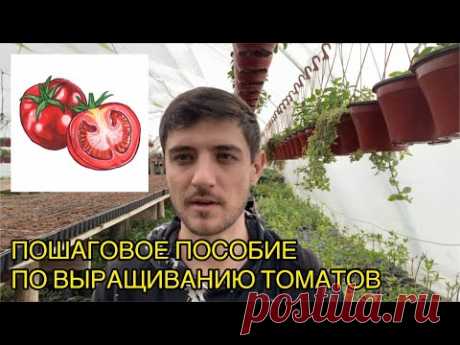 Методичка по выращиванию томатов от А до Я для начинающих