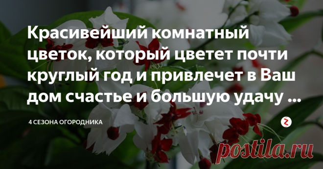 Красивейший комнатный цветок, который цветет почти круглый год и привлечет в Ваш дом счастье и большую удачу в любви и в делах Для всех любителей цветущих домашних растений пришёл к нам с просторов Южной Африки этот лиановидный, могучий, красивейший представитель вербеновых. Удивительно благодарное растение: если обеспечить его правильным уходом в домашних условиях, куст клеродендрума Томпсона будет радовать обладателя цветением едва ли не круглый год.
Особенности ухода: п...