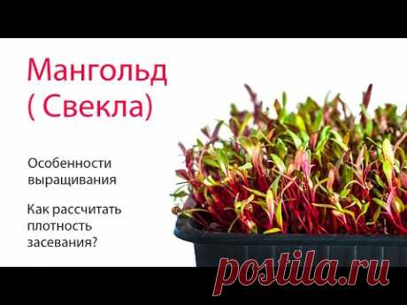Мангольд (Свекла). Какая плотность посадки? Нужно ли замачивать?