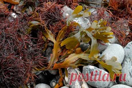 Лекарственное растение Фукус пузырчатый (Fucus vesiculosus). Не цветущая оливково-зеленая кожистая морская водоросль. Кустистое вегетативное тело с прикрепляющимся к субстрату присасывательным диском, плоское, с тянущейся на всю длину выступающей средней жилкой, вильчато разветвляющееся, шириной в несколько сантиметров и длиной до 1 м, Рядом со срединным ребром равномерно попарно располагаются наполненные воздухом бобовидные пузыри, благодаря которым водоросль находится на плаву.