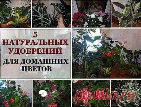 (3) Одноклассники