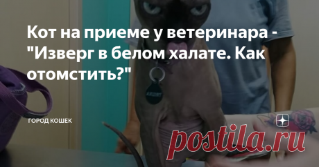 Кот на приеме у ветеринара - "Изверг в белом халате. Как отомстить?" Кот и шокирующий поход к ветеринару. Что делать? Несколько советов
