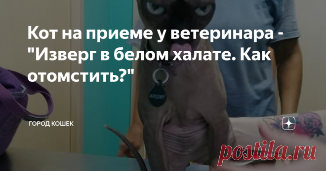 Кот на приеме у ветеринара - 