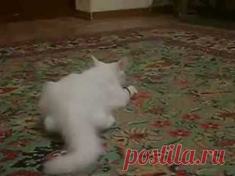 Белый котенок танцует с мышкой