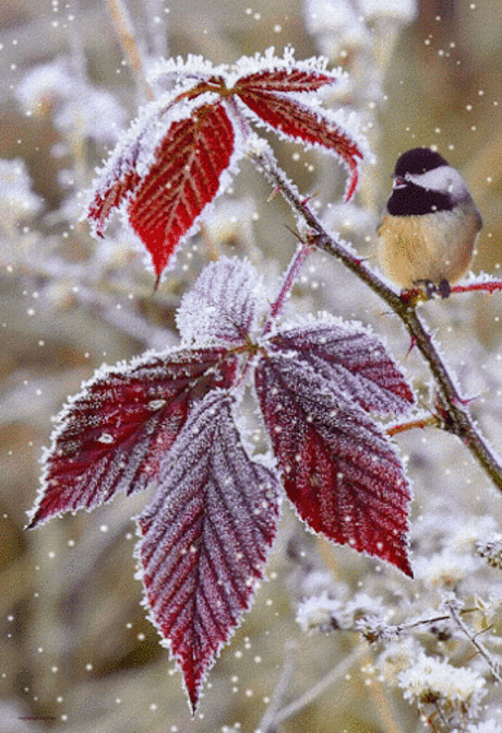 Зима анимация красивые картинки ⋆ Картинки Открытки Праздники