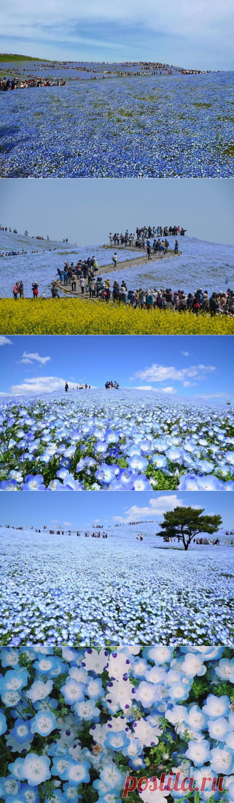 Как цветут немофилы в Японии / Туристический спутник