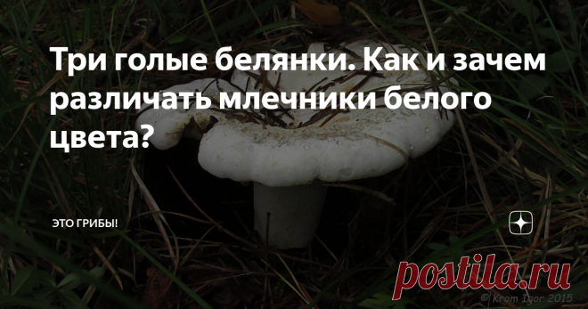Три голые белянки. Как и зачем различать млечники белого цвета? Скрипицы, перечные грузди, осиновый груздь - млечников белого цвета на свете не так много, чтобы их путать. Роднит их главным образом цвет, в остальном же они различны - и внешность, и манера роста, и ценность у каждого своя. Казалось бы, где тут предмет для дискуссии? Но практика показывает, что многие люди знают лишь одно слово: 