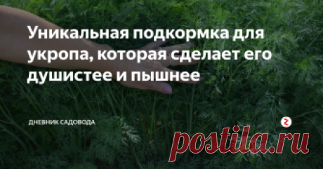 Уникальная подкормка для укропа, которая сделает его душистее и пышнее Укроп - удивительная зелень, без которой трудно представить многие вкуснейшие блюда. Я всегда стараюсь заготовить его как можно больше с лета, чтобы он мог радовать меня и мою семью на протяжении всего года, хоть раньше - это было мало возможно.
Ещё несколько лет назад все попытки вырастить нормальный укроп были тщетны, всходил он медленно, вкуса и запаха у него не наблюдалась.
Это было печальное