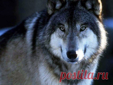Волк в Славянской традиции | WorldCity