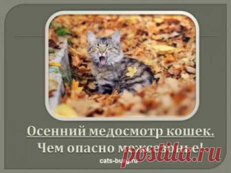 В начале осени блохи и клещи начинают искать теплое и  "съедобное" место. Так они готовятся перезимовать. Таким удобным и сытным местечком оказывается шерсть животных