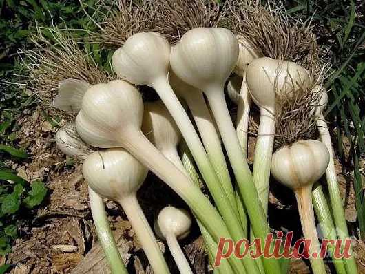 Приусадебный участок - Google+