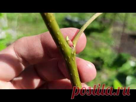 где брать материал для летних прививок / how to choose materials for grafting trees in summer
