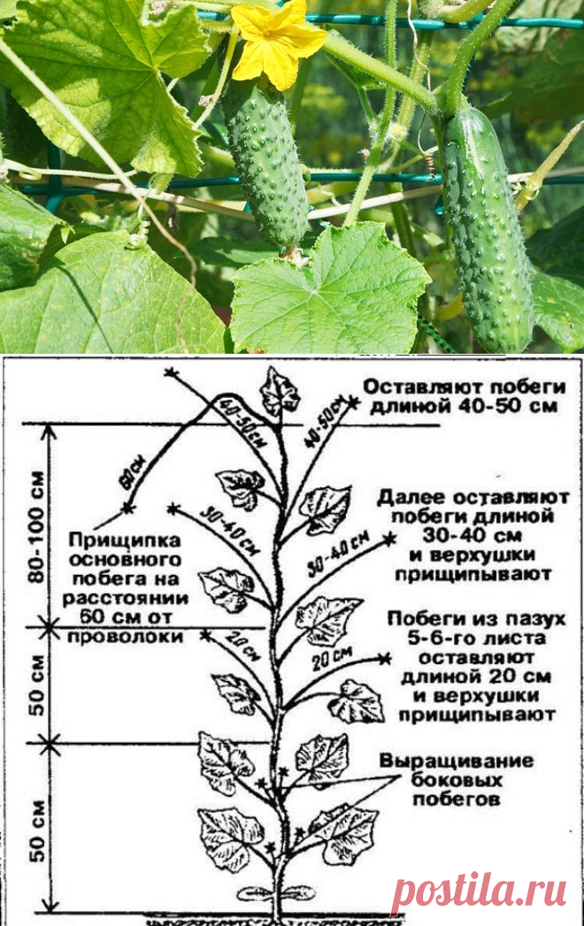 Нужно ли у огурцов обрывать