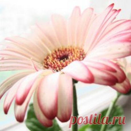 Растения - кислородные бомбы, которые должны быть в каждом доме