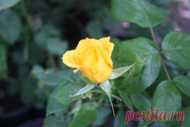 Как прививать розы к шиповнику - Садоводка