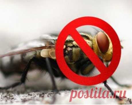 Натуральное средство, которое изгонит всех мух из вашего дома | тысяча советов | Яндекс Дзен