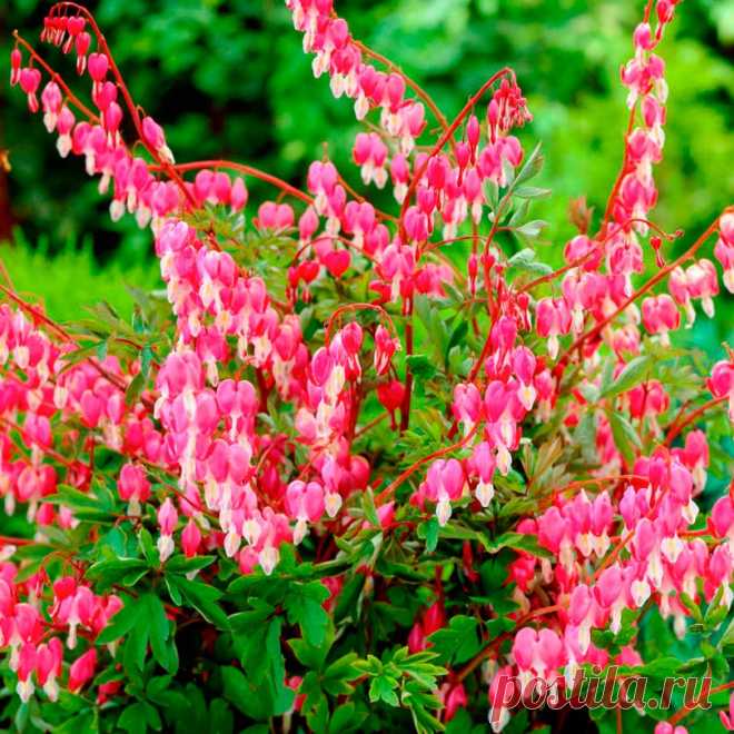 Многолетний садовый цветок Дицентра (Dicentra). Семейство: дымянковые ...