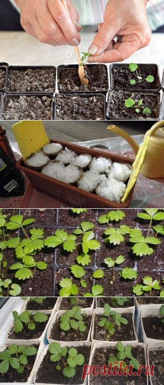Выращивание клубники из семян в торфяных таблетках на рассаду - фото