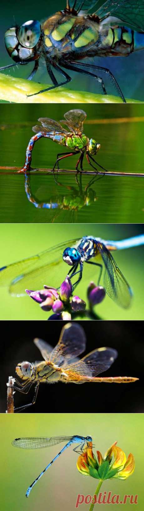 Красивые макро фотографии стрекоз и картинки со стрекозами