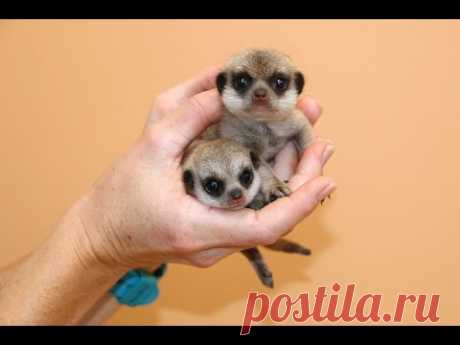 New Meerkat pups at Taronga! - YouTube