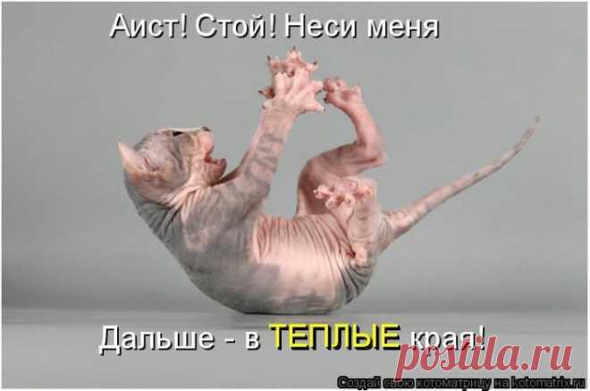 Забавные котоматрицы.