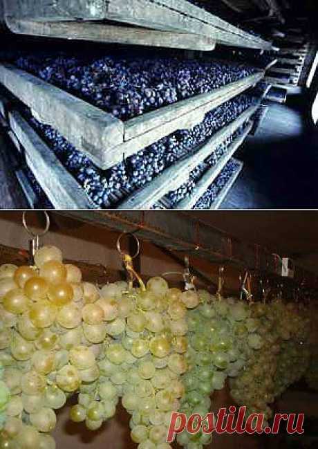 Сбор и хранение гроздей винограда | Дача - впрок