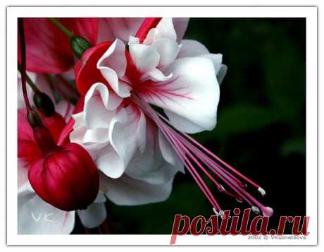 MAKRO FOTO