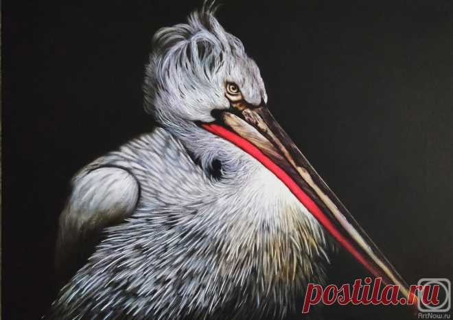«Пеликан» картина Литвинова Андрея (холст, акрил) — купить на ArtNow.ru