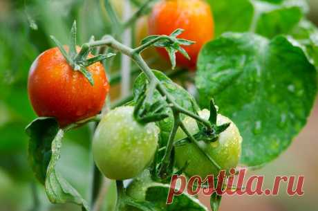 Полив и подкормка томатов | Огород без хлопот