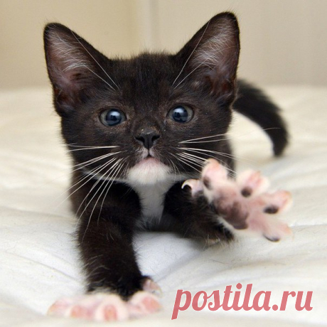 Субботний котопост Доброго всем дня! Пришло время для очередной подборки забавных фотографий с котами. Вашему вниманию предлагаются картинки с надписями и без, но на всех из них есть наши любимые коты.

















…