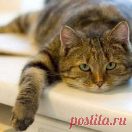 Как определить возраст кошки по внешним признакам