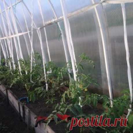 Практика ведения дачного хозяйства