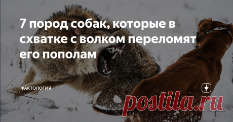 7 пород собак, которые в схватке с волком переломят его пополам Бытует мнение, что дикие животные в разы сильнее наших домашних любимцев, а собака никак не может победить волка.  У меня в детстве был ирландский волкодав. Это крупный и очень мощный пес, но все же я очень удивился, когда родители сказали, что он вполне может одолеть волка. И вот мне стало интересно, а есть ли еще такие сильные собаки? Хотошо  Бурят-монгольский волкодав, которого еще называют «хотошо», часто ...