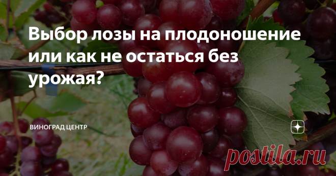 Выбор лозы на плодоношение или как не остаться без урожая? Статья автора «ВИНОГРАД   ЦЕНТР» в Дзене ✍: Всем мира и добра! В последнее время я много рассказывал здесь о вызревании виноградной лозы и различных мероприятиях по ускорению этого важного процесса.