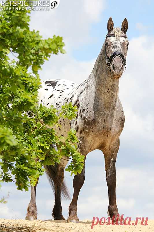 Grand Appaloosa « Heart of a Horse
