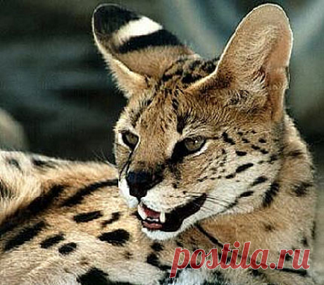 Serval - Long-Legged, Little Head African Cat | Animal Pictures and Facts | FactZoo.com
