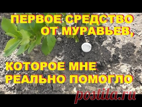 Как избавиться от муравьев на участке. Дешевый и простой способ.