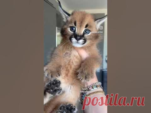 Чирикают как птички #caracal #cat #каракал #kitten #cats #animals #caracat #catlover #cute