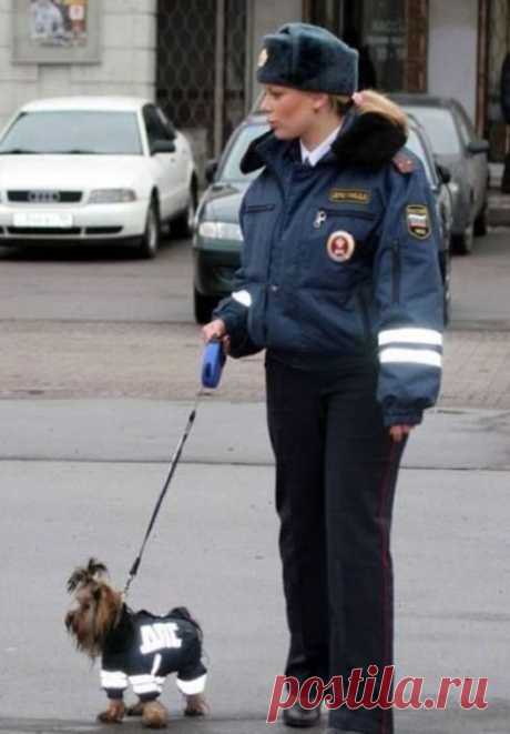 Приколы про полицию