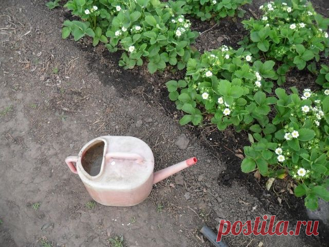 Весенняя подкормка земляники (клубники) - На 10л воды — 3г марганцовки, 0,5ч.л. борной кислоты, 1ст.л. мочевины, 0,5 стакана золы. Всё хорошенько перемешать. На большой куст — 1л.