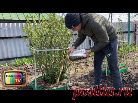 Кормлю кусты смородины этим в апреле и мае потом раздаю ягоды всем подряд! Урожаем заваливает