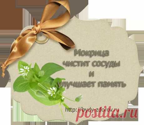 Мокрица чистит сосуды и улучшает память |