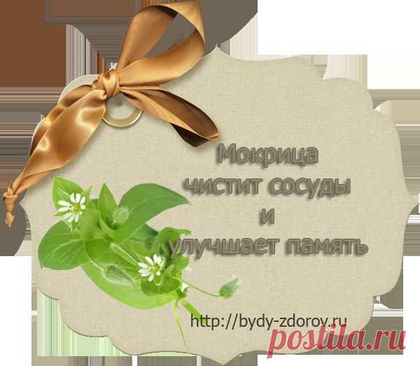 Мокрица чистит сосуды и улучшает память |