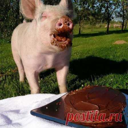 These Funny Animals (40 pics) - Izismile.com