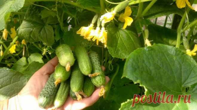 Салат из огурцов на зиму - невероятно вкусная заготовка!