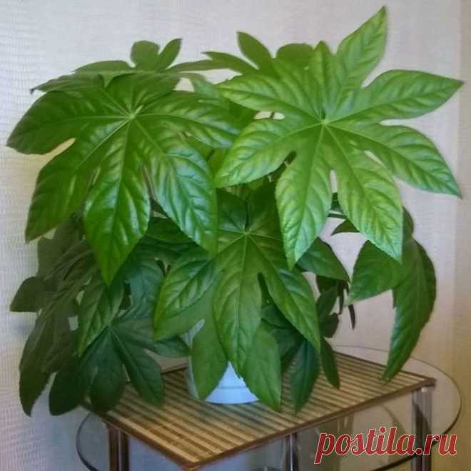 Комнатное растение Фатсия (латинское Fatsia). Фатсия - немного видоизмененное японское название растения. Иное название фатсии - аралия. Это растение, с листьями, напоминающими по форме листья каштана, выращивают в культуре уже более двух веков. Родина фатсии - Япония. В природе фатсия - быстрорастущее дерево, в комнате она может вытянуться до 1,5 м. Ее крупные листья достигают в диаметре 30 см.
